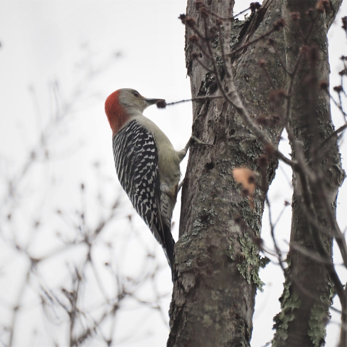 Red-bellied Woodpecker - ML273966691