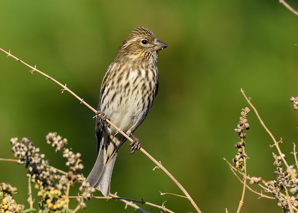 Cassin's Finch - ML273966701