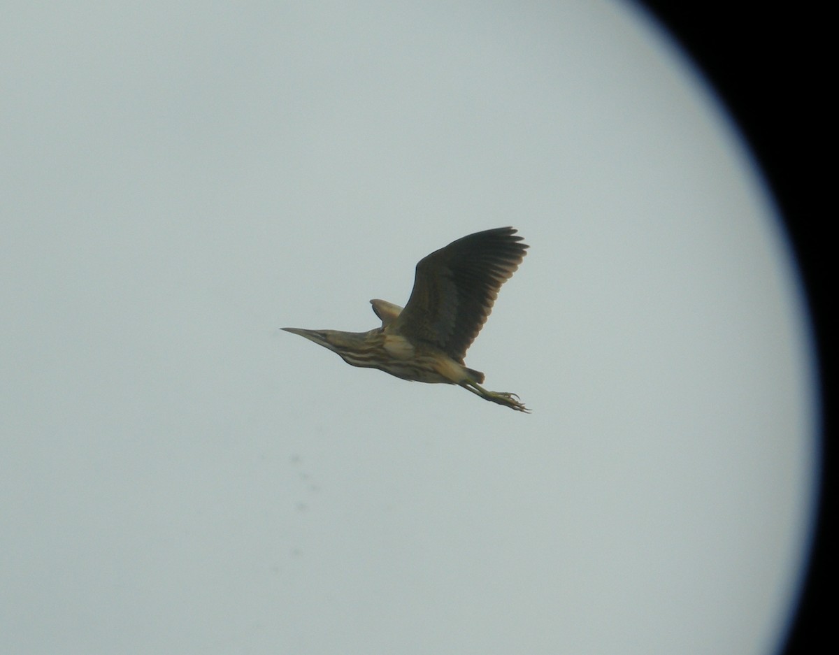 American Bittern - ML27396841