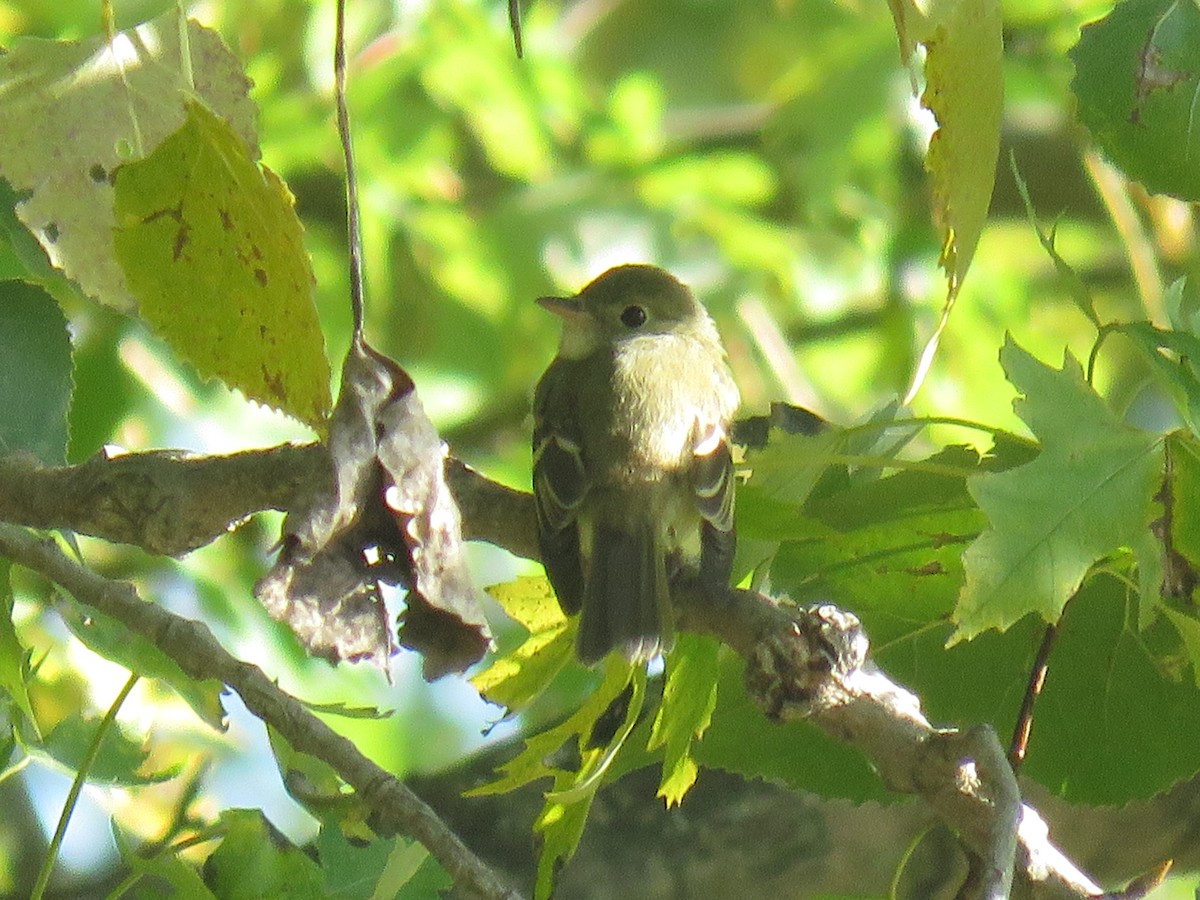 Least Flycatcher - ML273968671