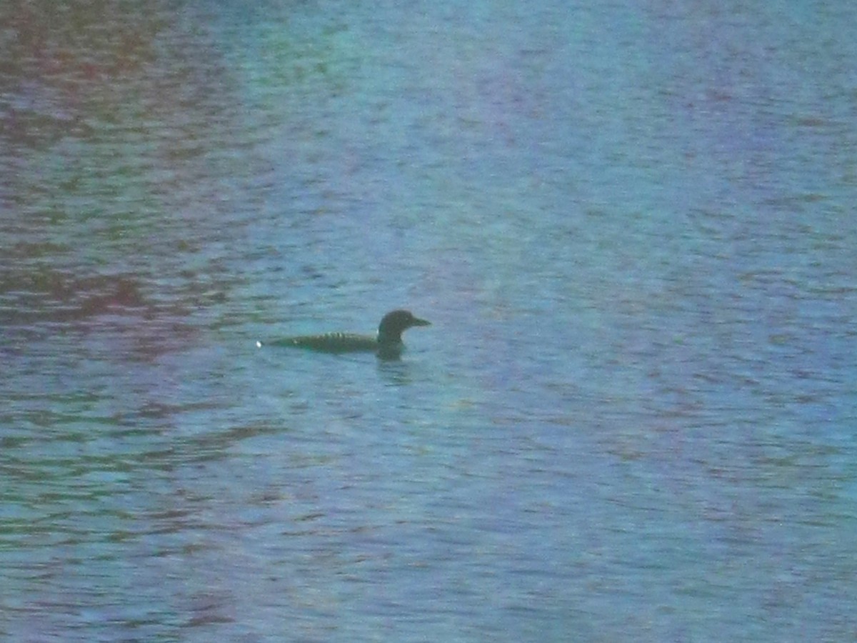 Common Loon - Basil Conlin