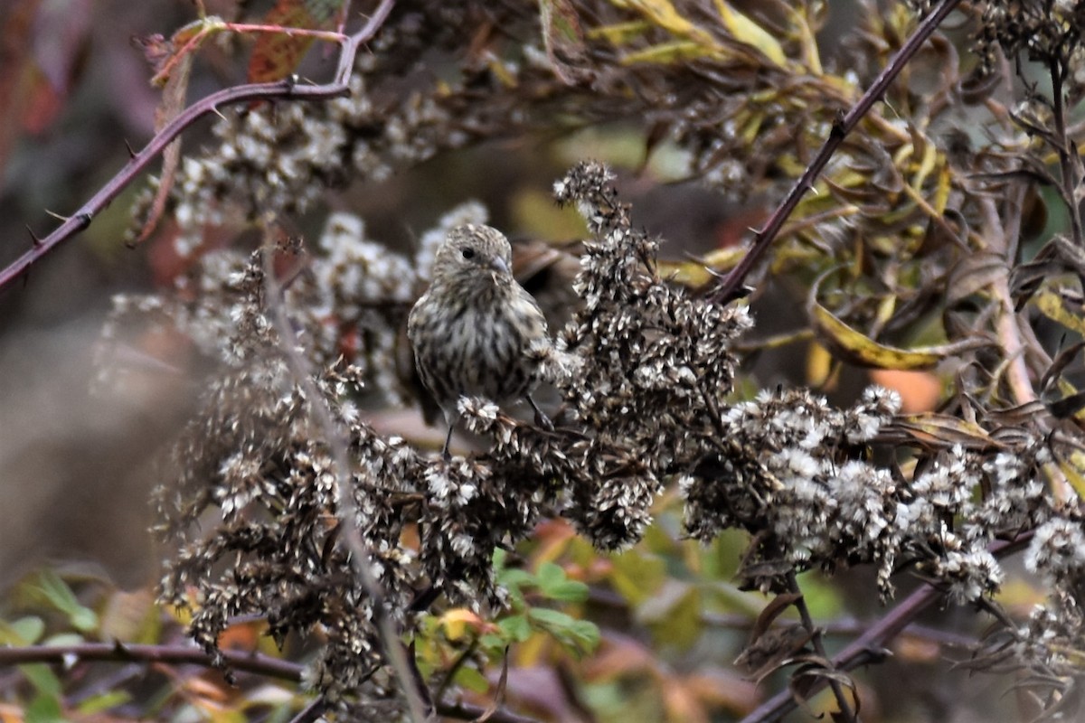 Pine Siskin - ML273971251