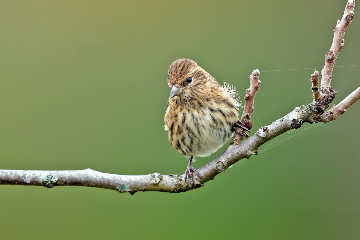 Pine Siskin - ML273972011