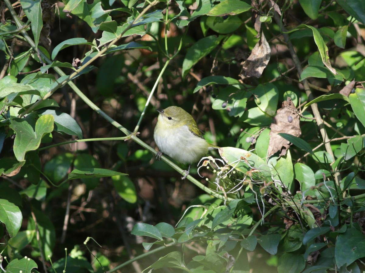 Tennessee Warbler - ML273974251