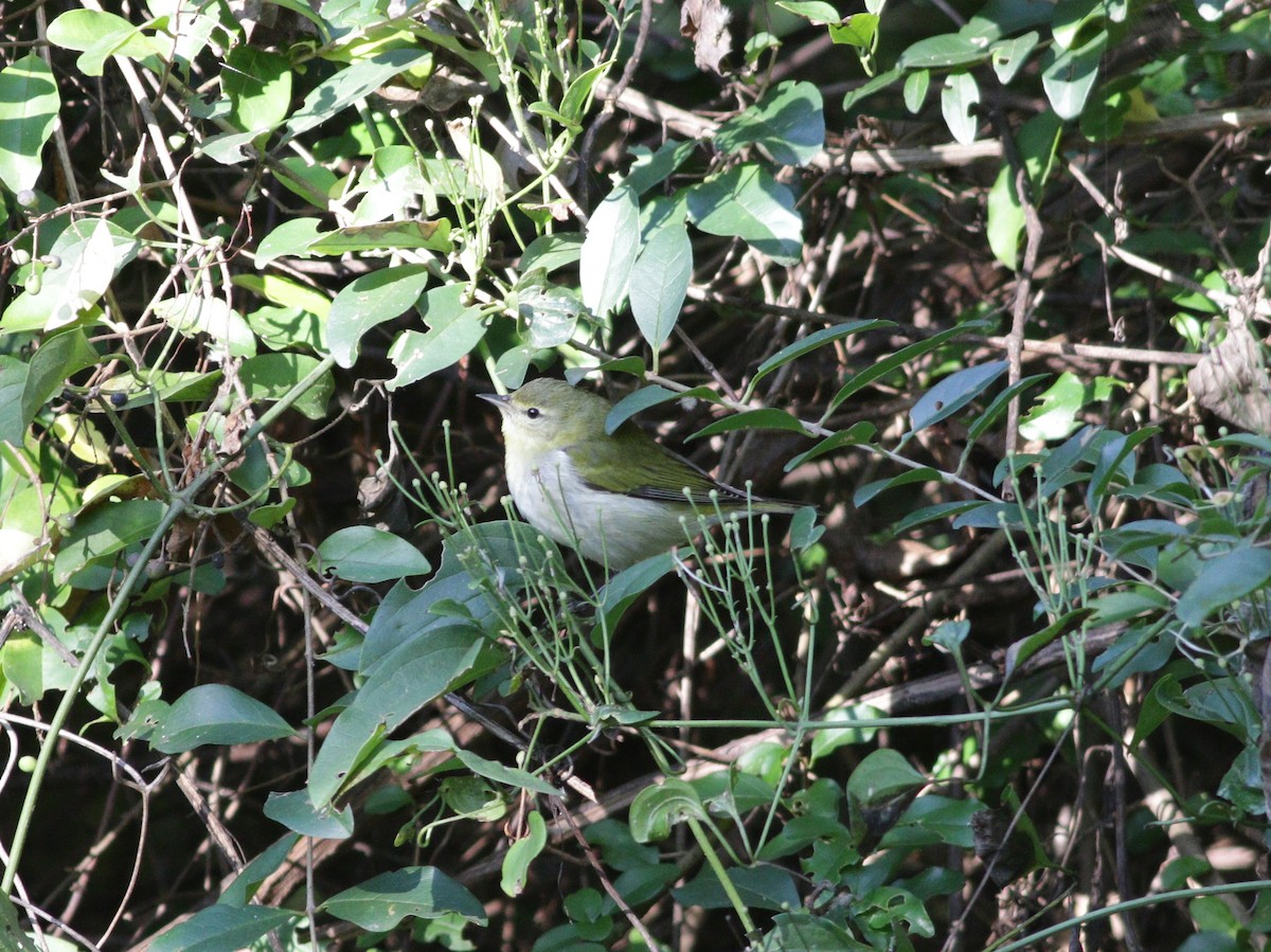 Tennessee Warbler - ML273974261