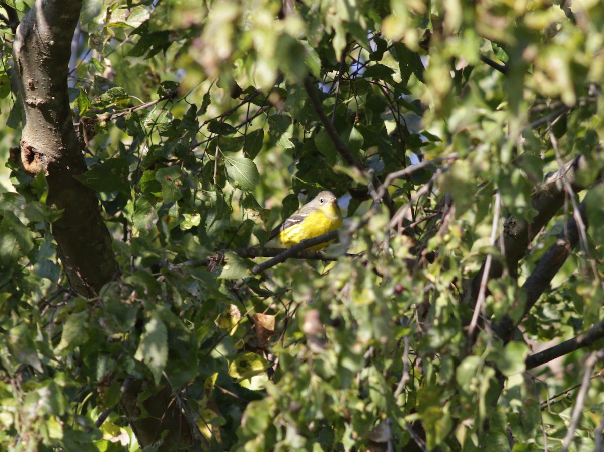 Magnolia Warbler - ML273974561