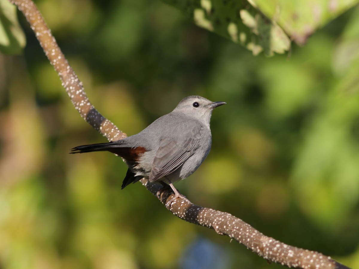 Gray Catbird - ML273974791