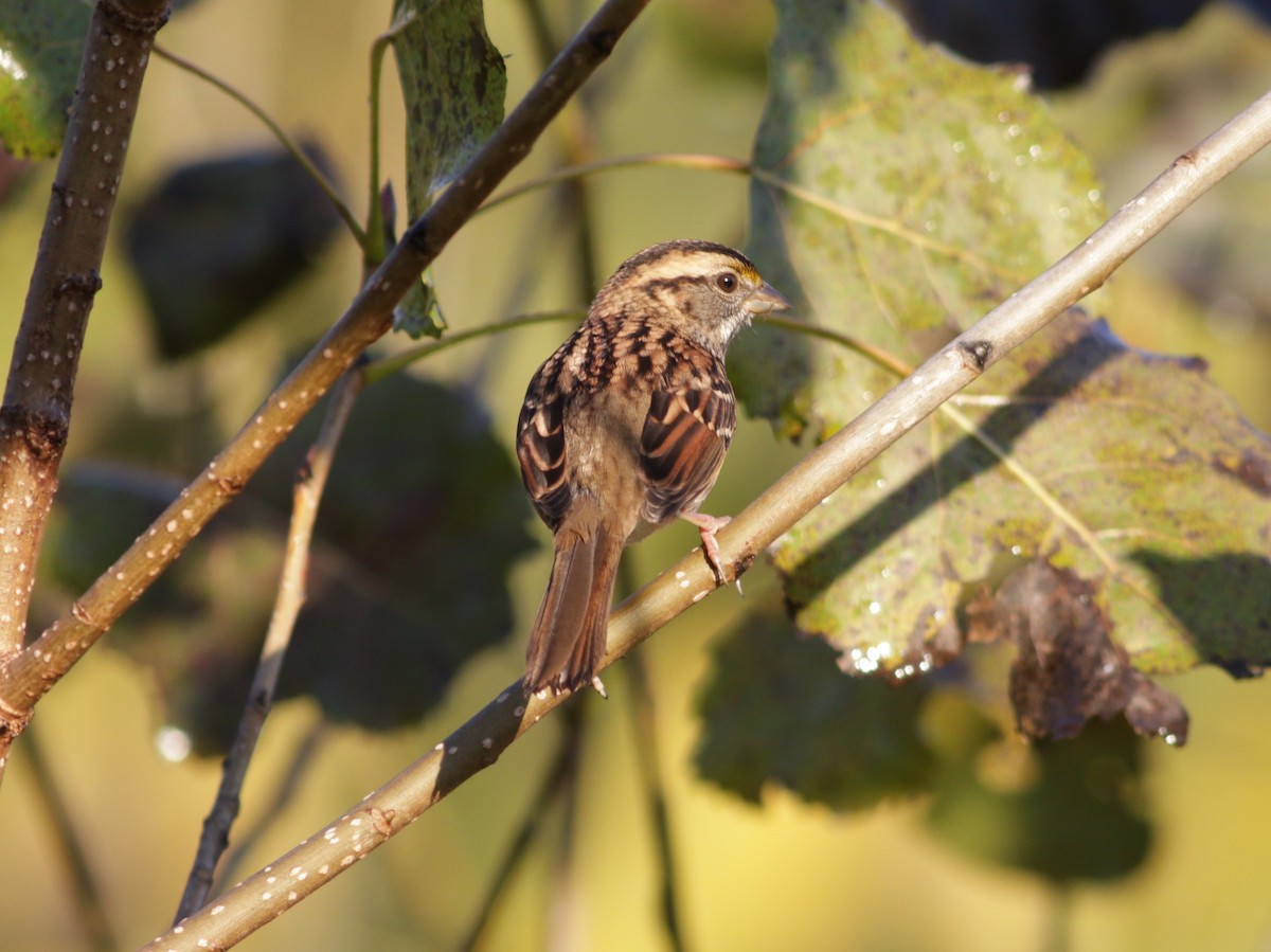 White-throated Sparrow - ML273975191