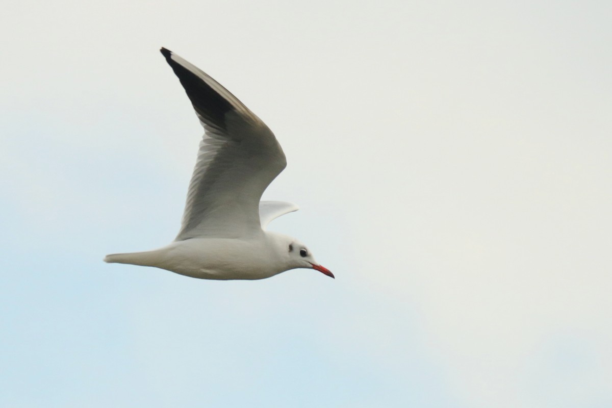 Black-headed Gull - Letty Roedolf Groenenboom