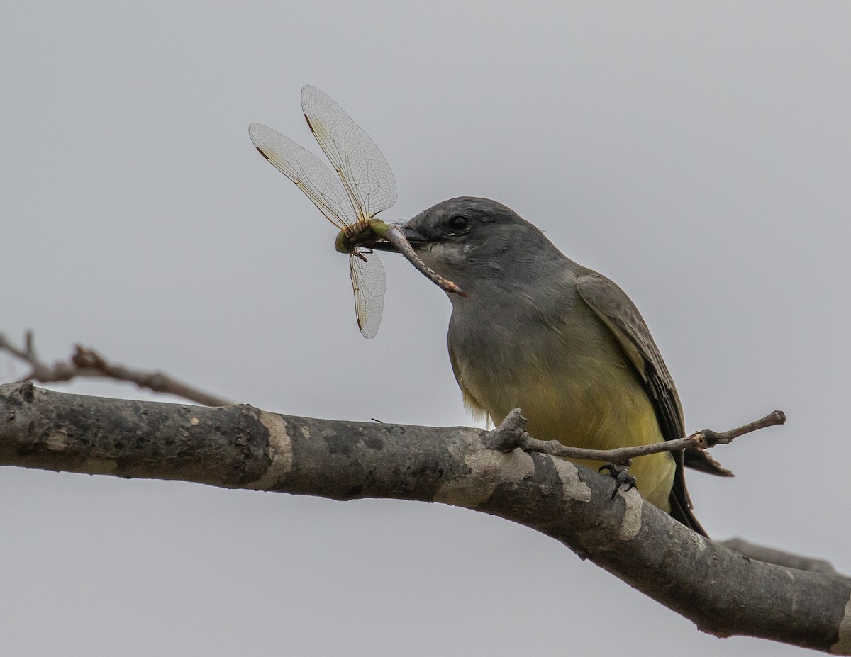 Cassin's Kingbird - Chris Tosdevin