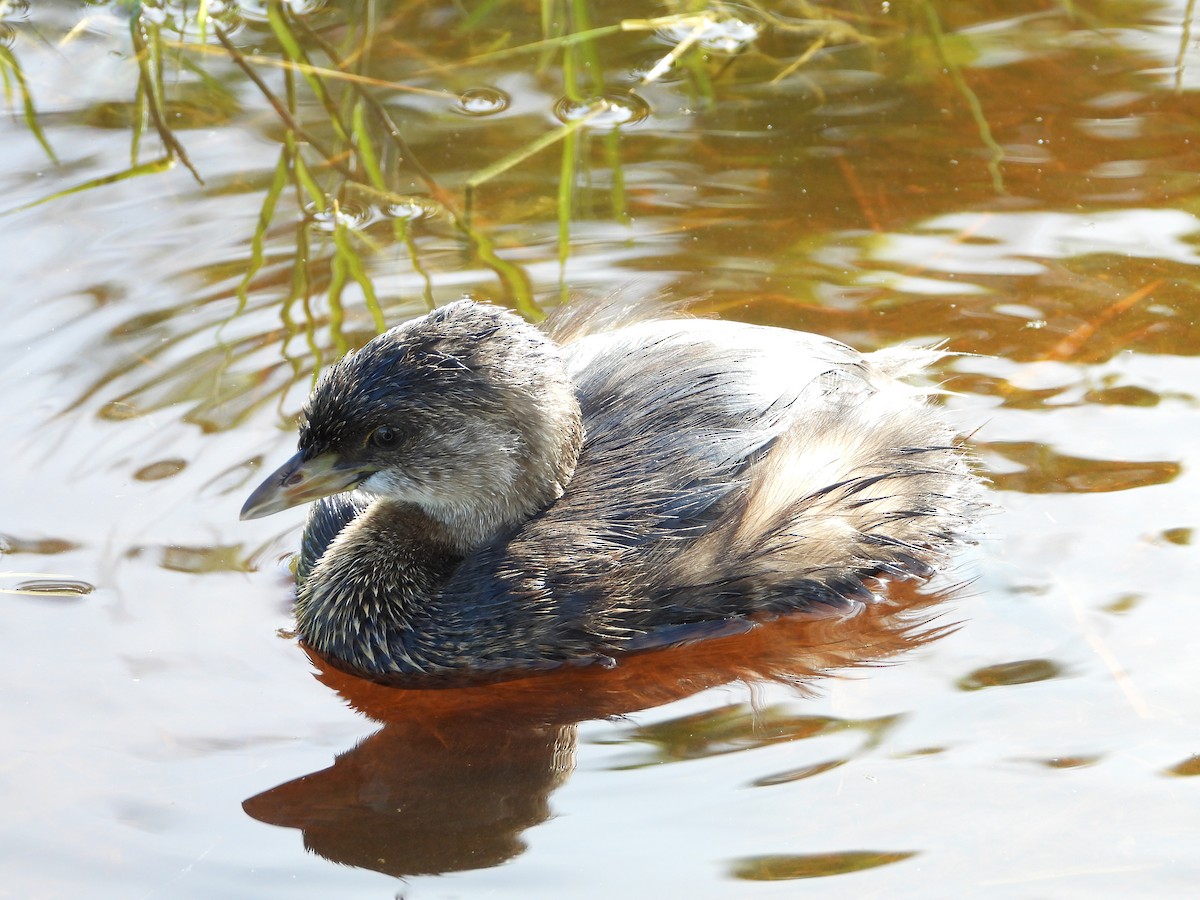 Pied-billed Grebe - Martha Cartwright