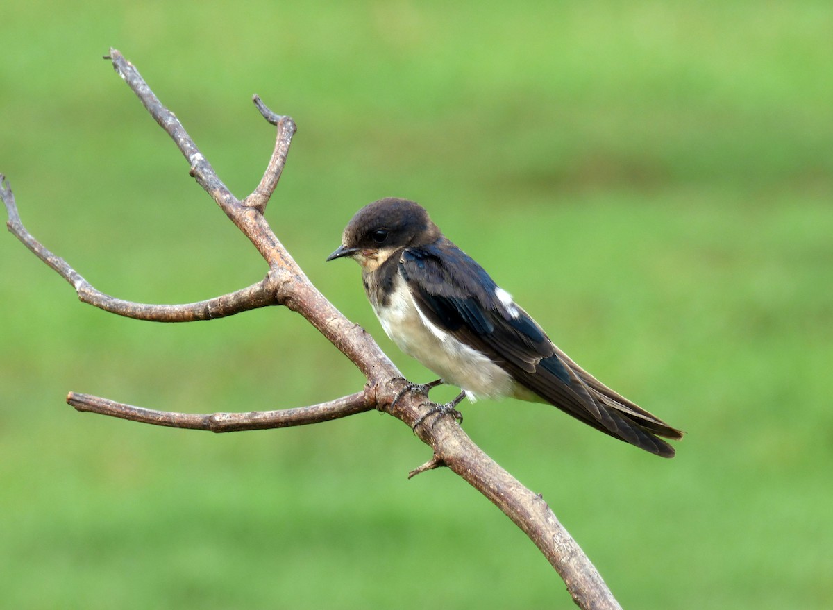 Barn Swallow (White-bellied) - A Emmerson
