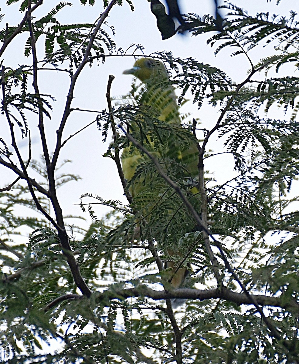 Orange-breasted Green-Pigeon - Dr Mohammed Umer  Sharieff