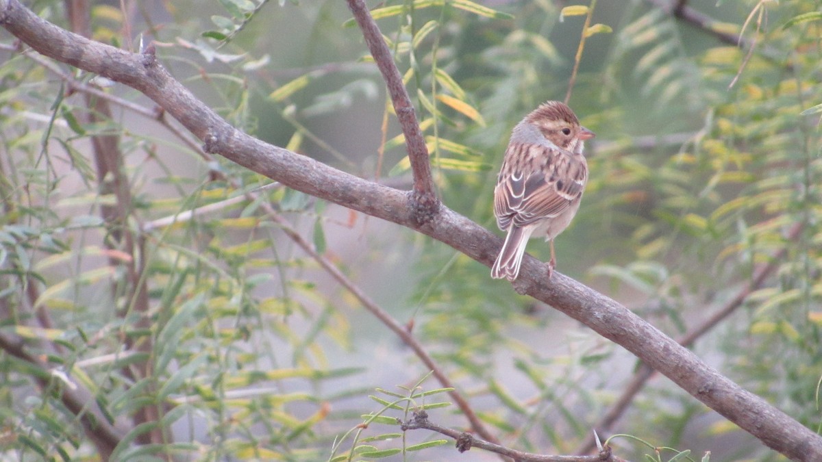 Clay-colored Sparrow - ML273986601