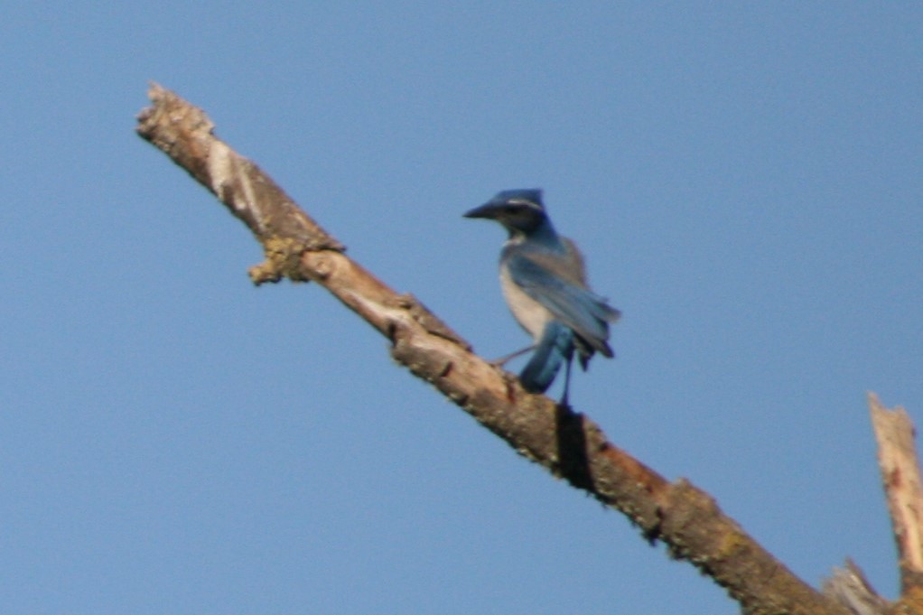 California Scrub-Jay - ML273987041