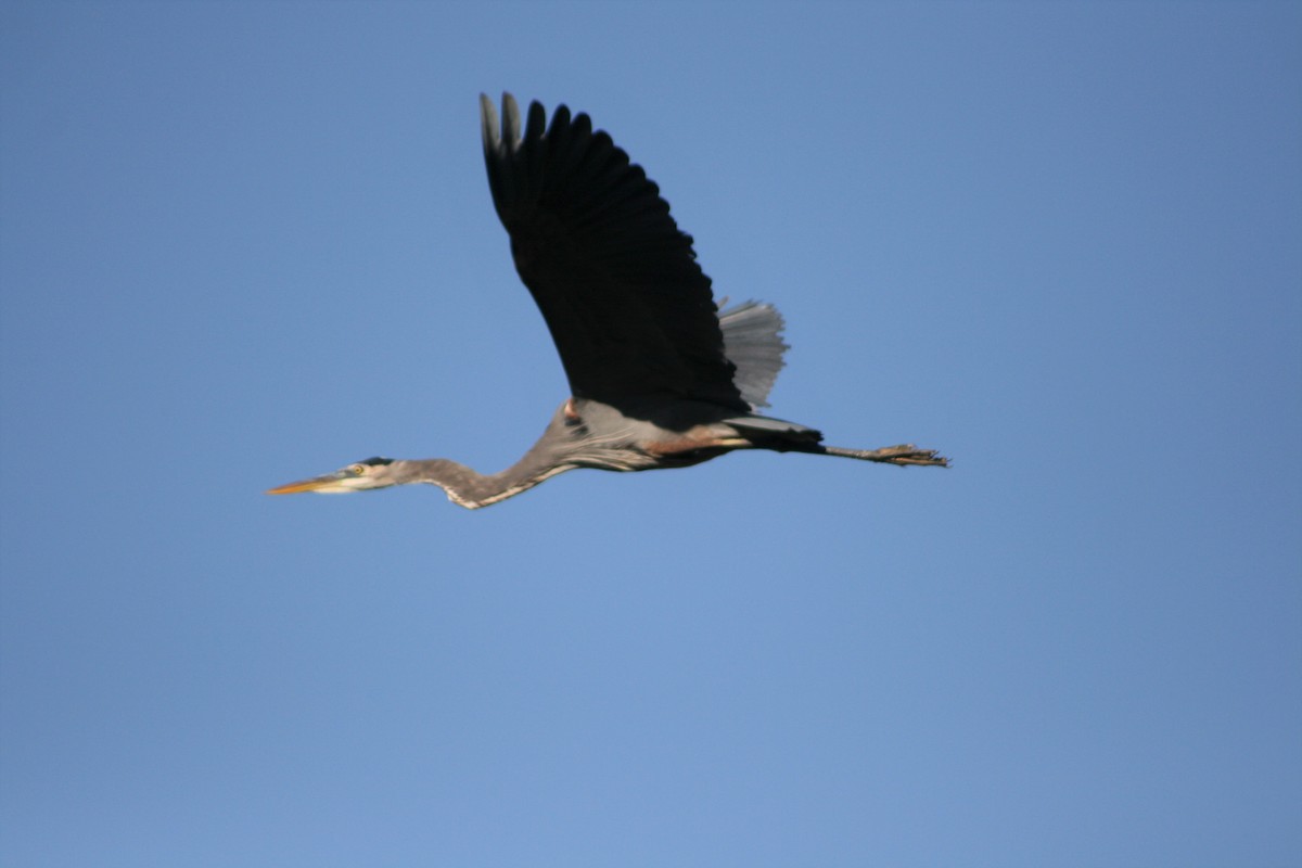 Great Blue Heron - ML273989101