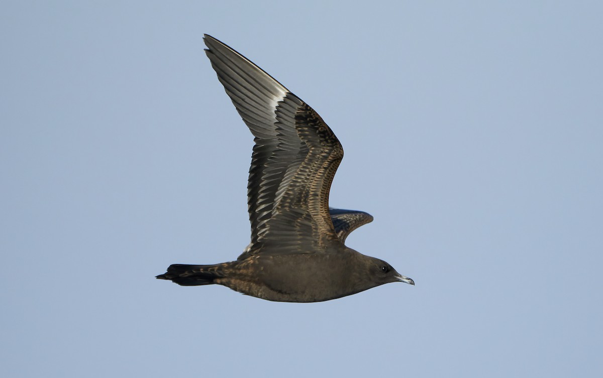 Parasitic Jaeger - Daniel López-Velasco | Ornis Birding Expeditions