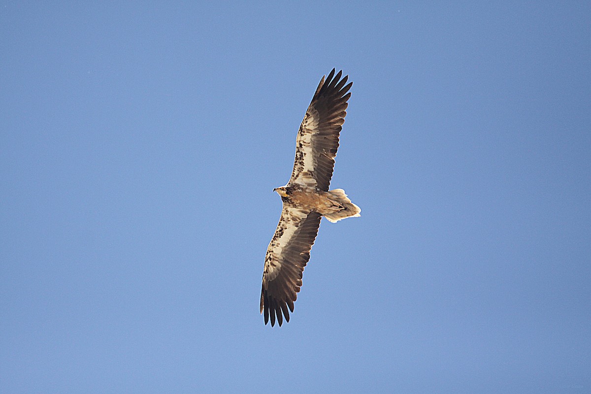 Egyptian Vulture - ML273991131