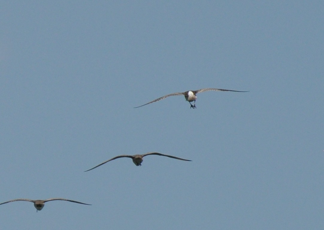 チュウシャクシギ（phaeopus） - ML27399291