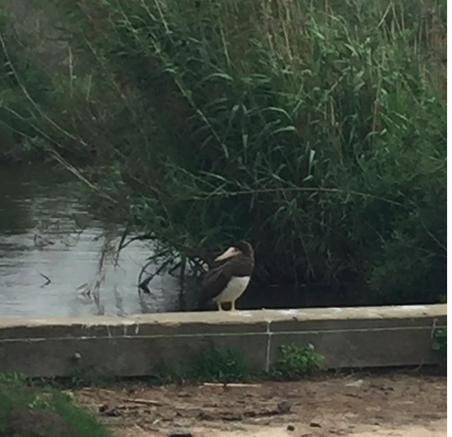 Brown Booby - ML27399331