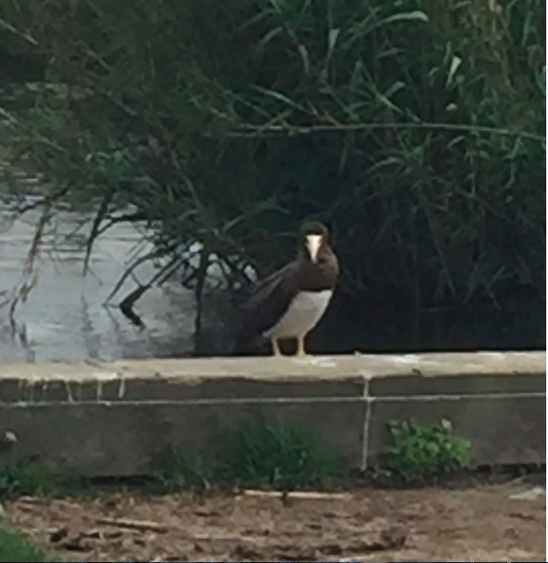 Brown Booby - ML27399341