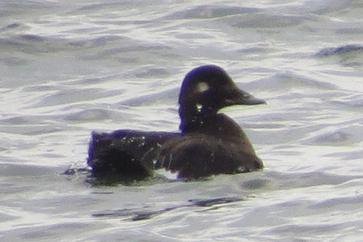 White-winged Scoter - ML273993441