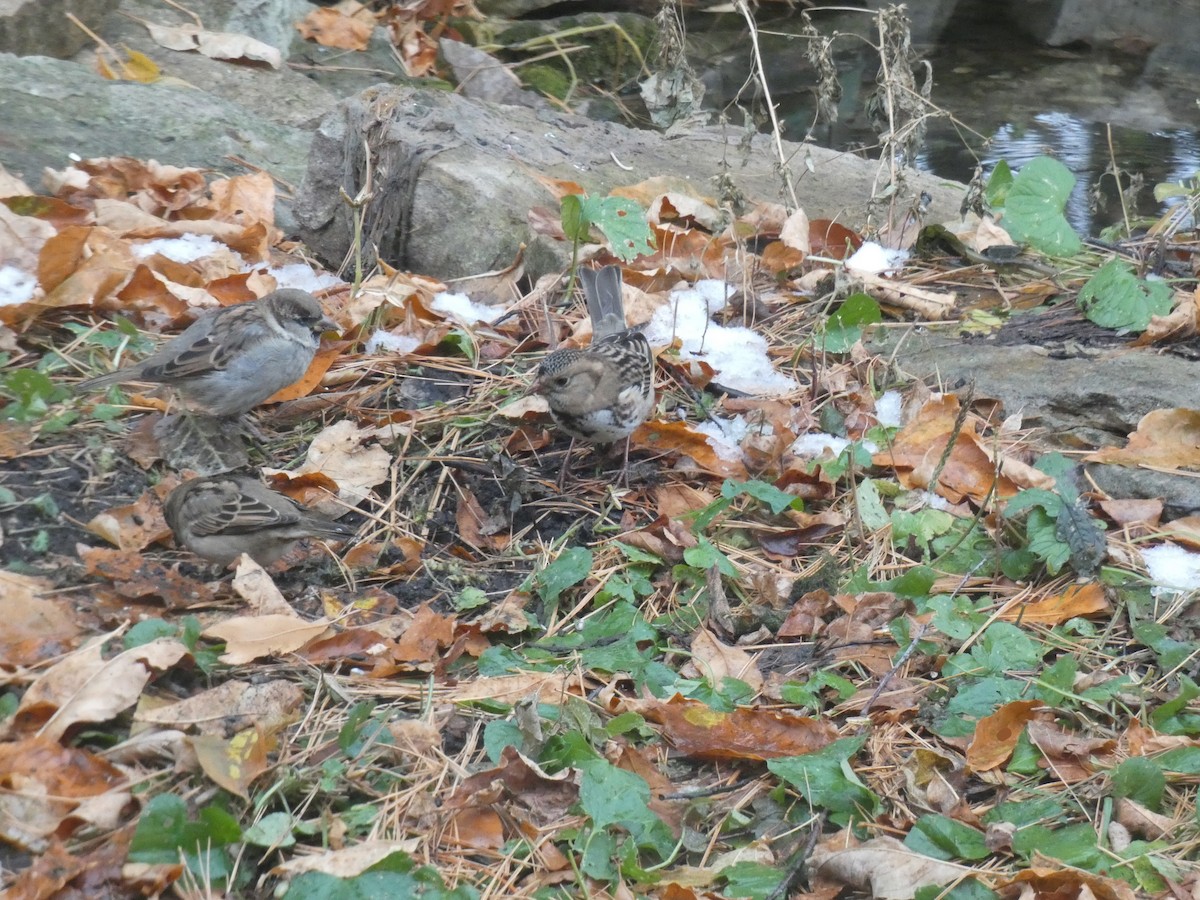 Harris's Sparrow - ML273994141