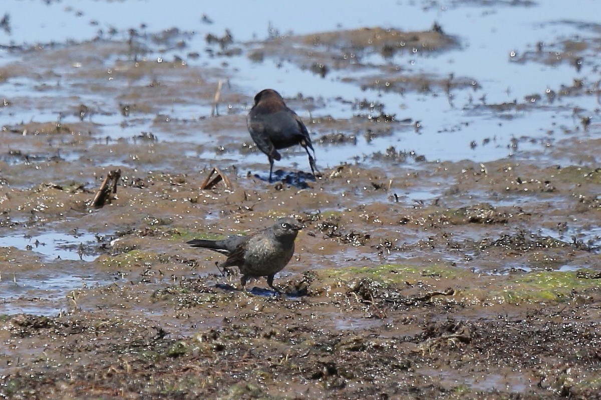 Rusty Blackbird - ML27399471