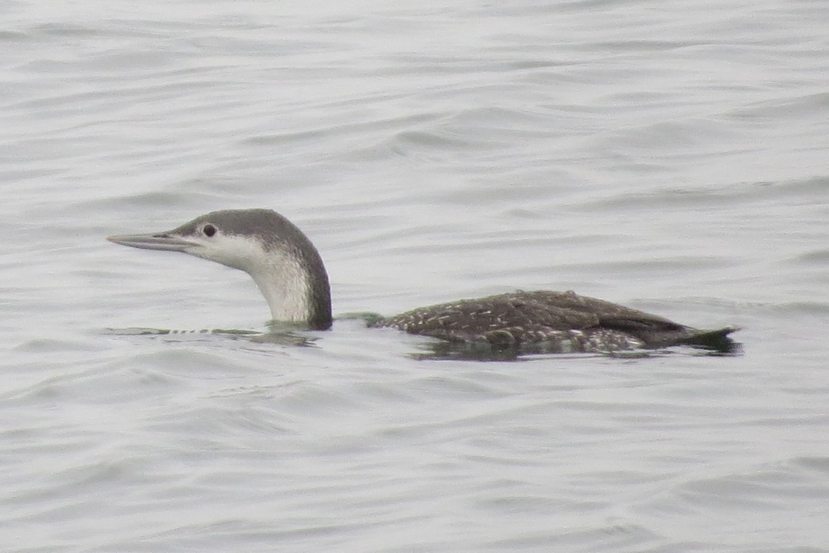 Red-throated Loon - ML273995161