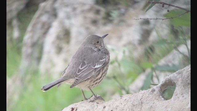 ウタイマネシツグミ - ML273995271