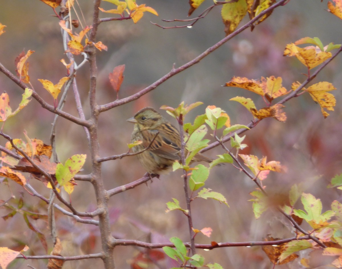 Swamp Sparrow - ML273995731