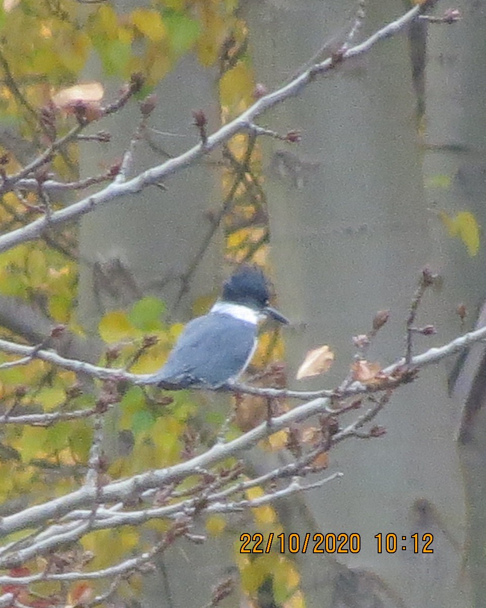 Belted Kingfisher - ML273999431
