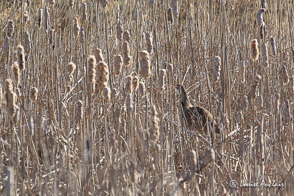 American Bittern - ML27400051