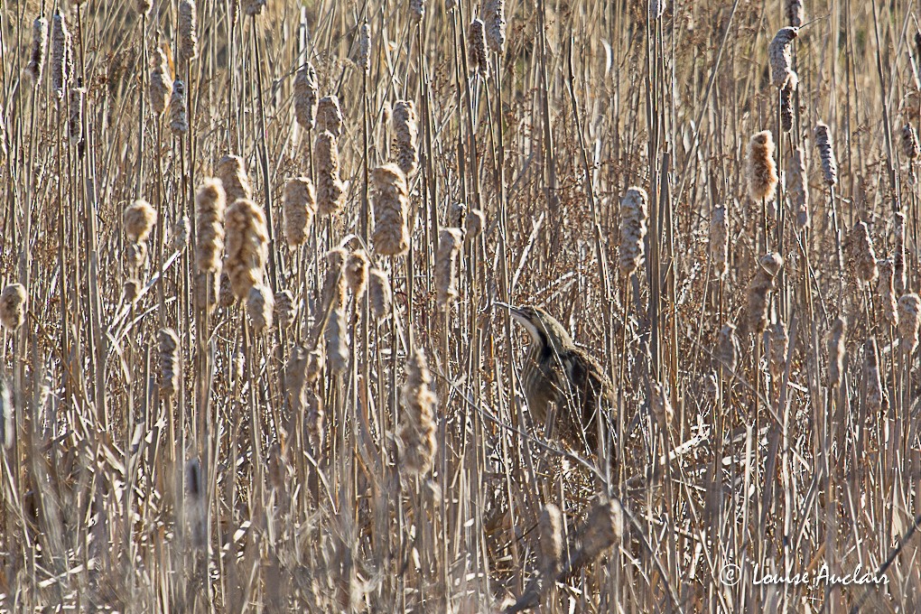 American Bittern - ML27400061