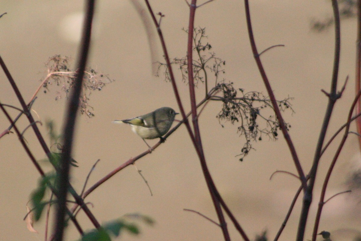 Ruby-crowned Kinglet - ML274000641