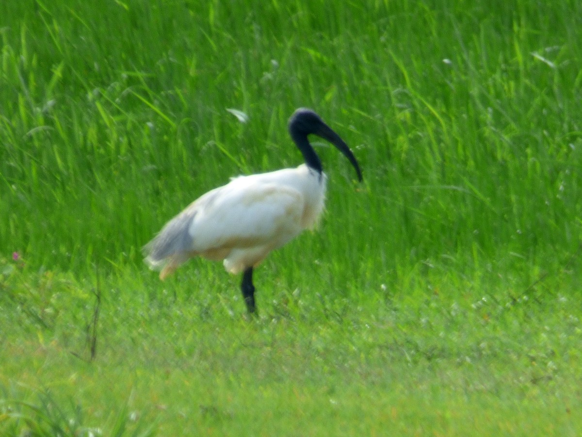 ibis černohlavý - ML274003421