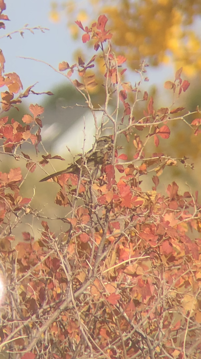 White-throated Sparrow - ML274003971