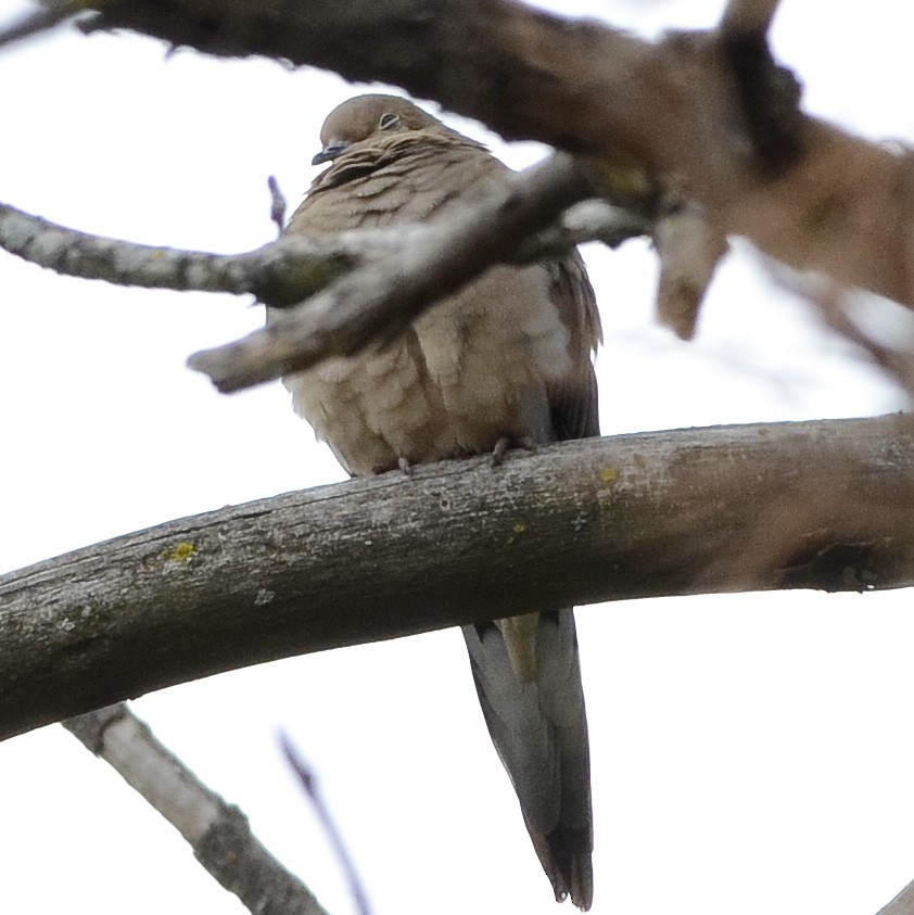 Mourning Dove - ML274004181