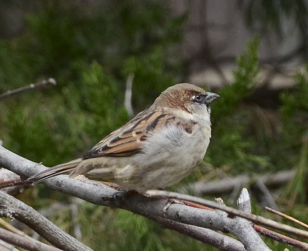 House Sparrow - ML274004301