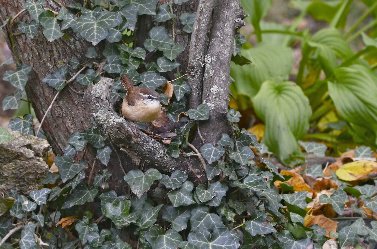 Carolina Wren - ML274004491