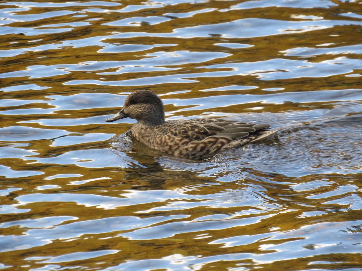 Ногоохон нугас - ML274006071