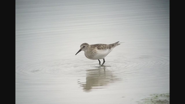 Bairdstrandläufer - ML274006521