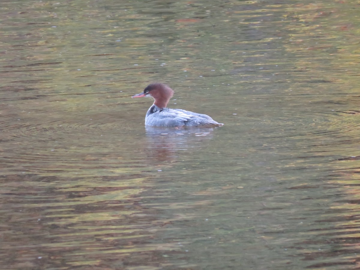 Common Merganser - ML274007711