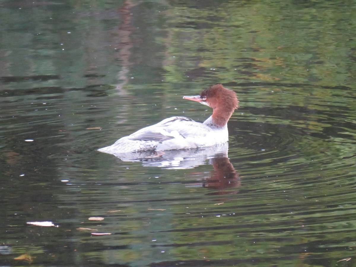 Common Merganser - ML274007751