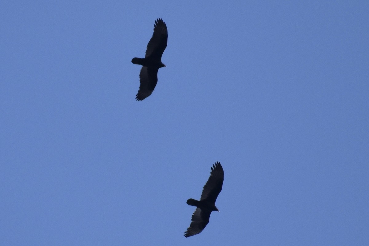 Turkey Vulture - ML274008071