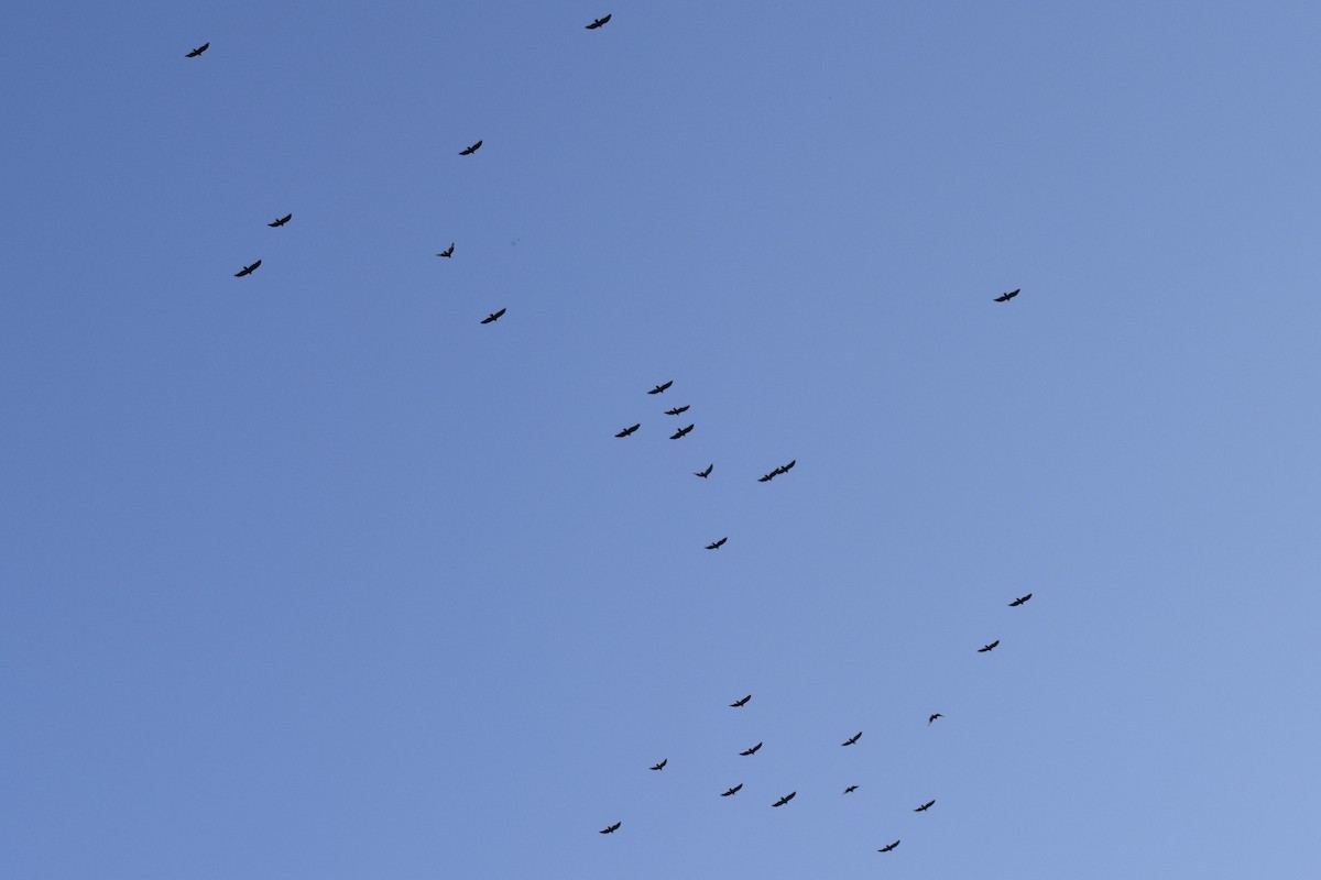 Turkey Vulture - ML274008101