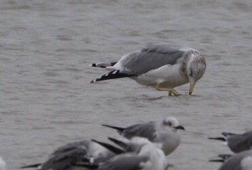 California Gull - Cin-Ty Lee