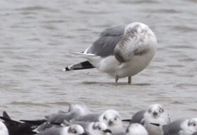 Gaviota Californiana - ML274010691