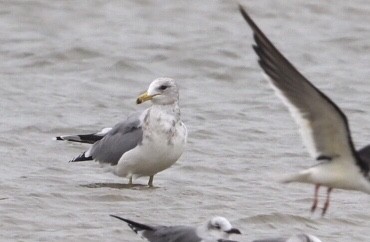 Gaviota Californiana - ML274010701