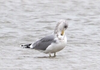 California Gull - Cin-Ty Lee